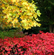 Fall Foliage