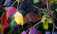 Fall Foliage