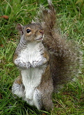 Squirrel's feeder wish