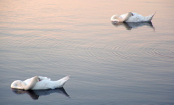 swan_symmetry.jpg