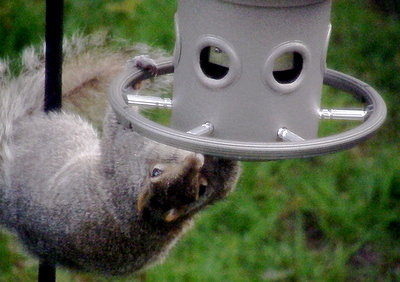 Squirrel's feeder wish