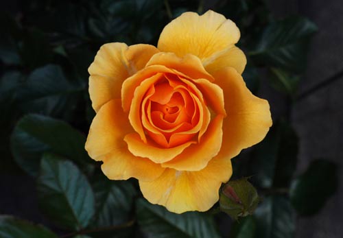 Sri_Chinmoy_rose.jpg